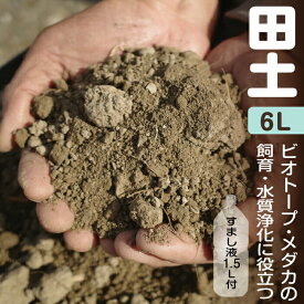 楽天市場 金魚 ボウフラ 睡蓮鉢の通販