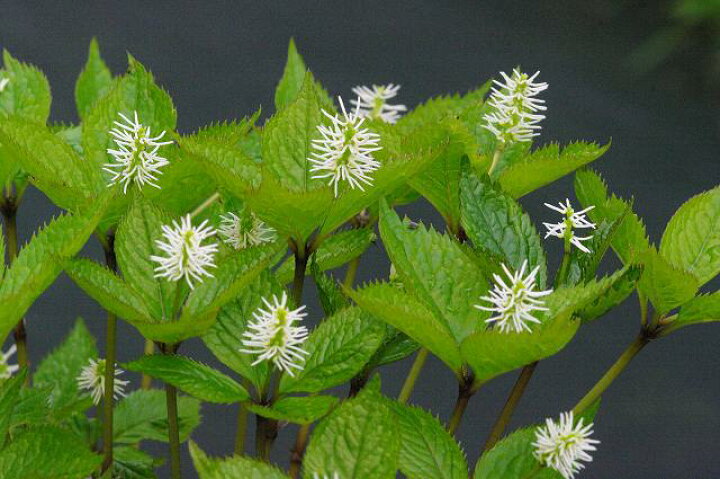 楽天市場 春の山野草 ヒトリシズカ 一人静 3号 山草系日陰の宿根草 茶花 石田精華園 楽天市場店