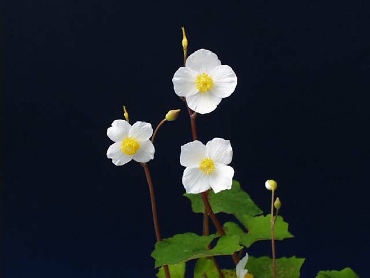 楽天市場 シラユキゲシ 3号 春の山野草 山草系夏半日陰の宿根草 茶花 石田精華園 楽天市場店
