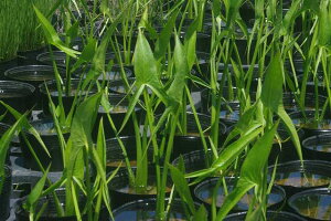 NC@4i12cm|bgjyĂ̐AzyrIg[vzyAzyDz _mks