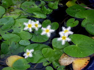 _JԐ~WR@KKu^@4(12cm|bg)@y엿tzIBio[eB[[Wj10g1܁@yā`H̐AzyrIg[vzytAzyDhz _mks