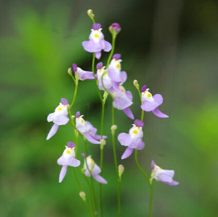 楽天市場 ミミカキグサ クリオネ 2 5号 7 5cmポット 夏 秋の植物 湿生植物 食虫植物 好日性植物 珍奇植物 ビザール プランツ 石田精華園 楽天市場店 楽天市場 ミミカキグサ クリオネ 2 5号 7 5cmポット 夏 秋の植物 湿生植物 食虫植物 好日性植物 珍奇植物 ビザール プランツ 石田精華園 楽天市場店