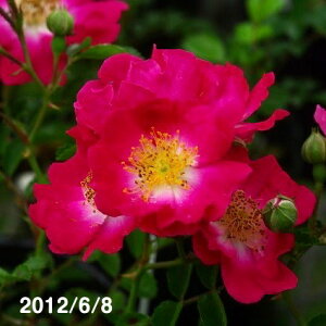 ܉Ƒ@gԃmCo@3i9cmj@y^̃oE~joEԖ؁EDAẼoE쐶̃oER쑐zyA ͔|z