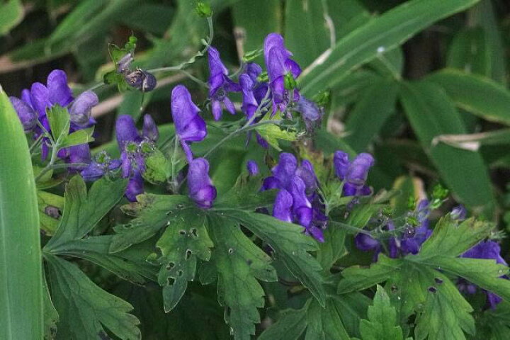 楽天市場 ミヤマトリカブト 3号 9cmポット 秋の山野草 高山植物 山草系夏日陰の宿根草 非耐暑性宿根草 シェードガーデン向き宿根草 湿生植物 石田精華園 楽天市場店