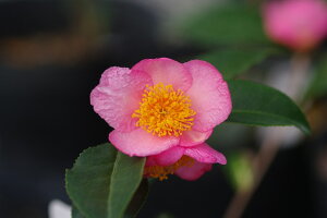 ց@c@FJ@3N}ؕc@3(9cm|bg) i엿tjyA`DAzy֕c coLzyԁzy~͑fށzyԖ؁zyH̉Ԗ؁EH̉Ԗ؁zyց@c؁z