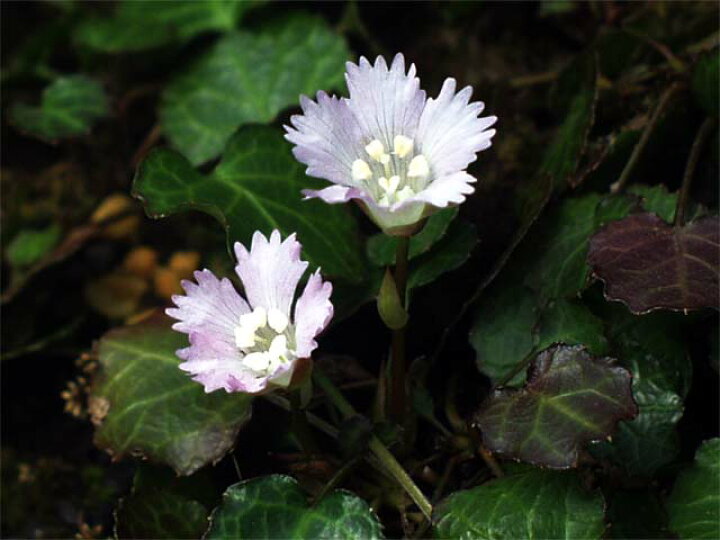 楽天市場 春の山野草 トクワカソウ イワウチワ 3号 山草系日陰の宿根草 石田精華園 楽天市場店