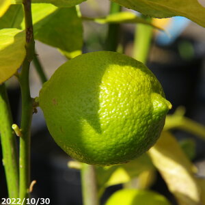 ʎ c؁@̖ Ƃ A[J ږؔci8|bh Aj 120cm@i엿tjyzyA ؁zy Ԗ؁zyA x_|