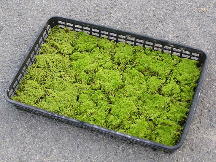 楽天市場】【京の苔】スナゴケ 10枚 大トレー (サイズ:59cm×39cm 