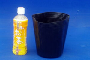 �����A���p�@�����O�|���|�b�g�i�r�j�[���|�b�g�j6���[��(18cm)�@10�|�b�g�y�R�E�z�l�A�I���_�J�A�q���X�C�����Ȃǁz�y�A�ؔ��z