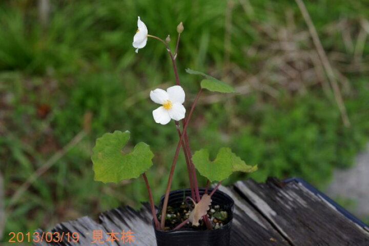 楽天市場 シラユキゲシ 3号 春の山野草 山草系夏半日陰の宿根草 茶花 石田精華園 楽天市場店
