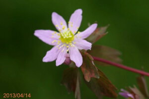 t̎R쑐@oCJJ}c@3.5@yRnhzyA̐Az