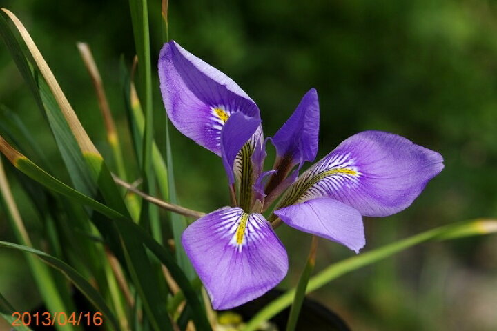 楽天市場 寒咲アヤメ カンアヤメ 4号深 12cm 野草系好日性宿根草 山野草 石田精華園 楽天市場店