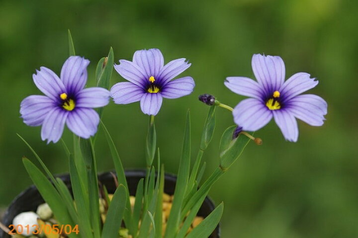 楽天市場 山野草 ニワゼキショウ ニワセキショウ 2 5号 野草系好日性宿根草 石田精華園 楽天市場店 楽天市場 山野草 ニワゼキショウ ニワセキショウ 2 5号 野草系好日性宿根草 石田精華園 楽天市場店
