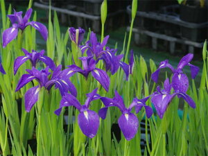 JLco^@V̒ޏM@4[@yĂ̐AiAjzyDhz