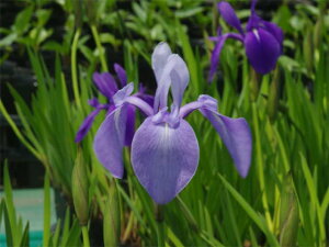 JLco^@G@4[@yĂ̐AiAjzyDhz