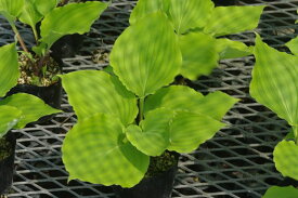 セトウチギボウシ　3号 【山野草】