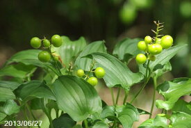 白実コマイヅルソウ　3号 【山野草】