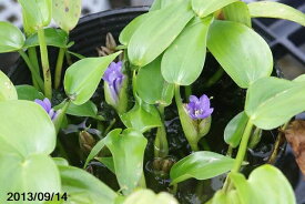 楽天市場 抽水植物の通販