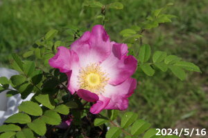 TVEo@ց@3i9cmjinRlTVEojy~͑fށzy~j ~ czỹozy쐶̃ozyۋʑfށzyRfށz