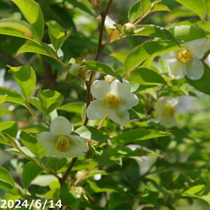yiE_No.8581-2z c@qV c 12 A 180cmi엿tjyA ؁zy Ԗ؁zyԁz