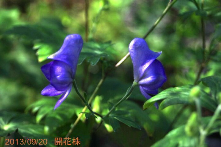 楽天市場 ミヤマトリカブト 3号 9cmポット 秋の山野草 高山植物 山草系夏日陰の宿根草 非耐暑性宿根草 シェードガーデン向き宿根草 湿生植物 石田精華園 楽天市場店