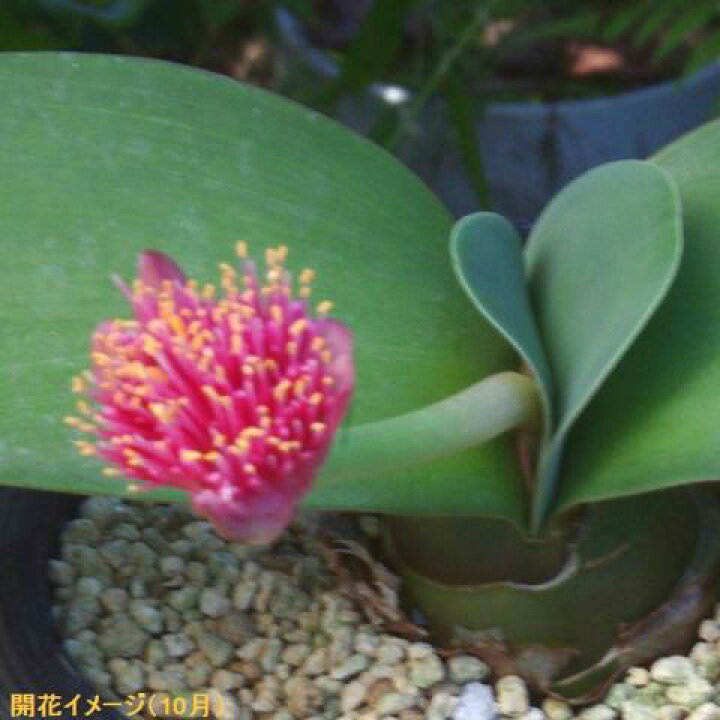 楽天市場】アカハナハエマンサス（赤花マユハケオモト）5号【秋の山  