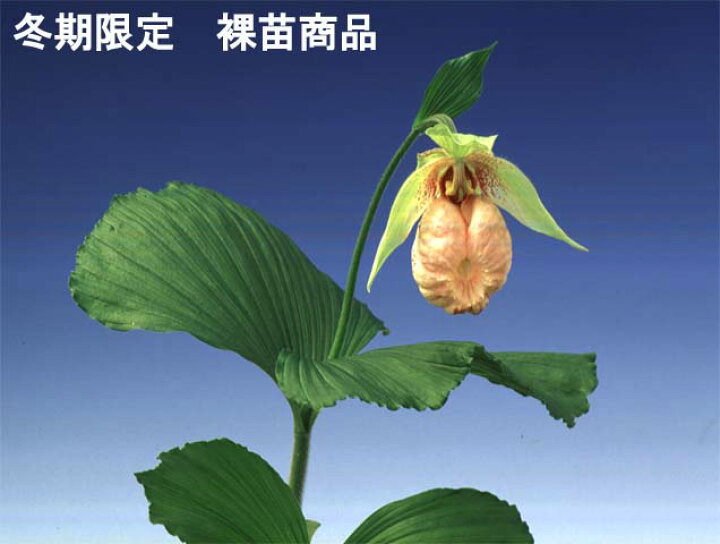 楽天市場】クマガイソウ 2節株 自信のある方向き【春の山野草】【裸苗 
