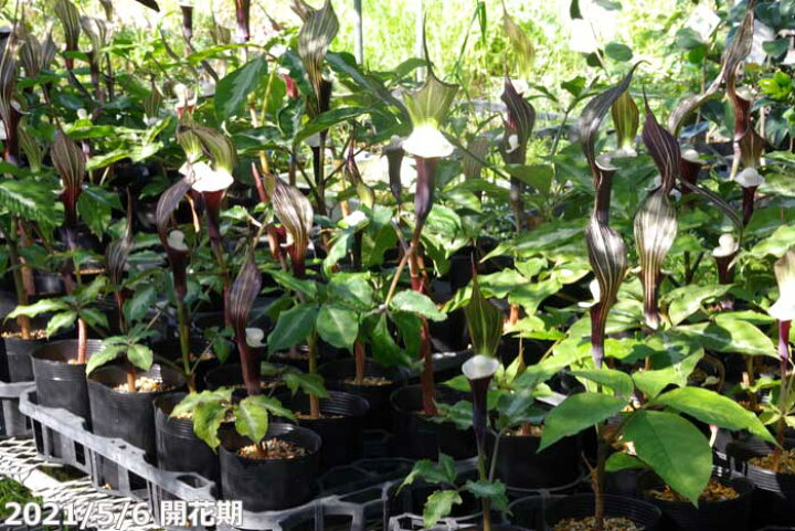 楽天市場 春の山野草 ユキモチソウ 3 5号深 10 5cm ポット 山草系球根 日陰の植物 石田精華園 楽天市場店 楽天市場 春の山野草 ユキモチソウ 3 5号深 10 5cm ポット 山草系球根 日陰の植物 石田精華園 楽天市場店