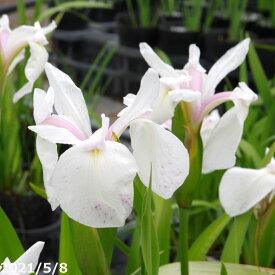 カキツバタ　山の風　4号深(12cm)ポット　【初夏の水生植物（抽水植物）】【好日性宿根草】