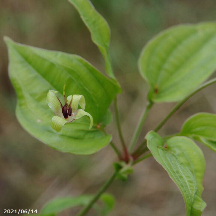 楽天市場 梅雨期の山野草 リキュウソウ 利休草 3号ポット深 石田精華園 楽天市場店