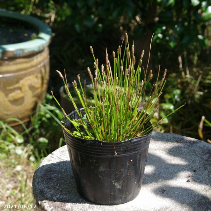楽天市場 水田雑草 4号ポット 12cm 水草の寄せ植え ビオトープ 石田精華園 楽天市場店
