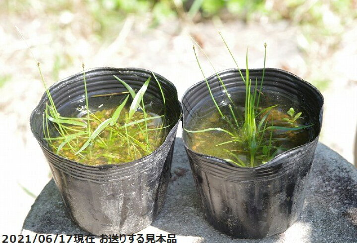 楽天市場 水田雑草 4号ポット 12cm 水草の寄せ植え ビオトープ 石田精華園 楽天市場店