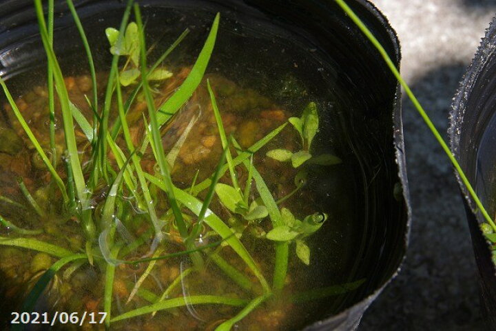 楽天市場 水田雑草 4号ポット 12cm 水草の寄せ植え ビオトープ 石田精華園 楽天市場店