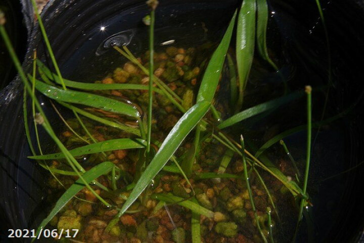 楽天市場 水田雑草 4号ポット 12cm 水草の寄せ植え ビオトープ 石田精華園 楽天市場店