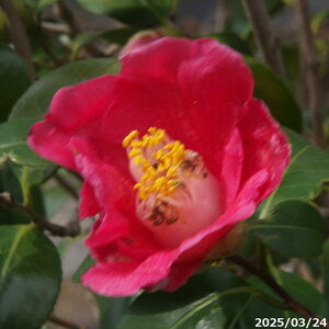 yiNo.0374z c@ucoL 12 177-210cm (엿t) yzyA`DAzy֕c coLzyA ؁zy Ԗ؁zyԁzyM ucoLzy 