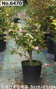 y10%OFFN[|ΏہI`11/11z c@Iׂ  10 95cmO i엿tj(No.6470)@yA`DAzy֕c coLzyA ؁zy Ԗ؁zyԁzy c؁z