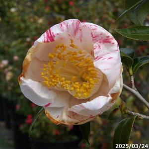 yiE_No.0241z  c@ʉ@ږؕc 12 130cm i엿tjyzyA`DAzy֕c coLzyA ؁zy Ԗ؁zyԁzy c؁z
