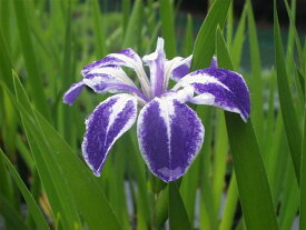 カキツバタ　孔雀の羽　4号深　【初夏の水生植物（抽水植物）】【好日性宿根草】