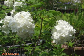白花モッコウバラ　3.5号深 【原種のバラ】【野生のバラ】