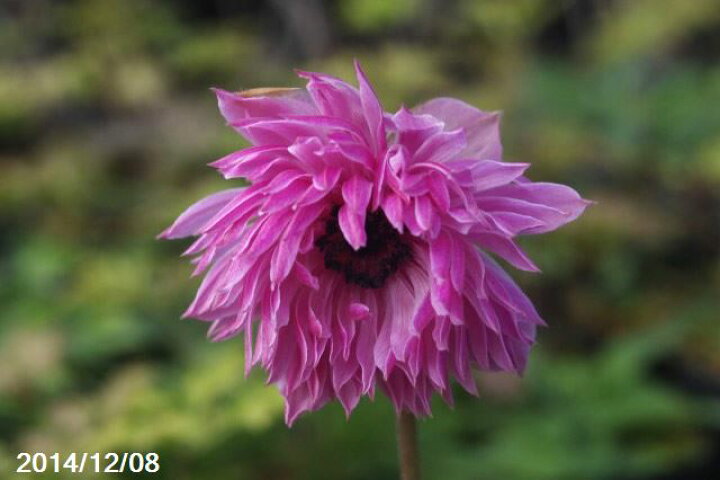 楽天市場 春のガーデニング アネモネ コロナリア 桃花菊咲き 八重咲き 50ml 秋植球根 好日性植物 非耐暑性植物 石田精華園 楽天市場店