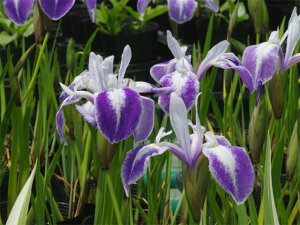 JLco^@u_@4[@yĂ̐AiAjzyDhz