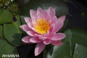уXC@ԃXC@t~A@yc̔zy엿tzIBio[eB[[Wj10g2܁@y^izyAEtAzy@Ez