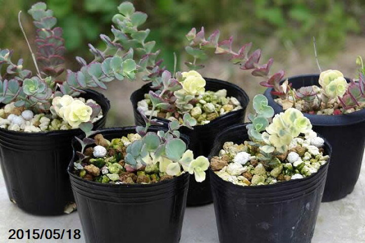 楽天市場】斑入り ミセバヤの大覆輪 3号(9cmポット)【日本の多肉植物 