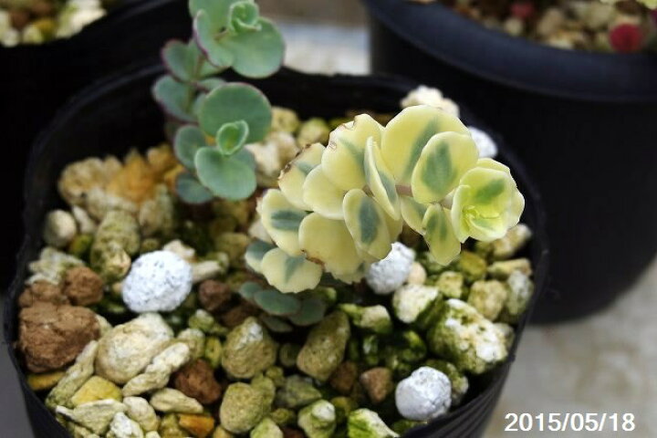 楽天市場】斑入り ミセバヤの大覆輪 3号(9cmポット)【日本の多肉植物 
