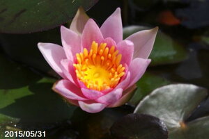 ԃqXC@WAiEvO@yc̔zy엿tzIBio[eB[[Wj10g2܁@yA tAzy@  PXC P@ cz