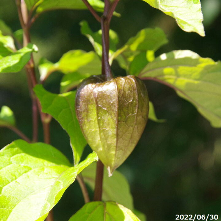 楽天市場 黒実ホウズキ ホオズキ 3号 山野草 草盆栽 夏の山野草 好日性宿根草 石田精華園 楽天市場店