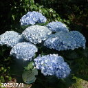 初夏の花　鉢花　紫陽花　 ハイドランジャー マジカルレボリューションブルー 5号(アジサイ)【西洋アジサイ・ハイドランジャ・ベランダ園芸】【アジサイの苗 あじさい 鉢植え ハイドランジア】