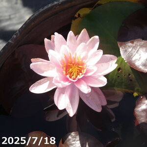 уXC@y[Y t@C[ Ip[@yc̔zy엿tzIBio[eB[[Wj10g2܁@yAEtAzy@Ez