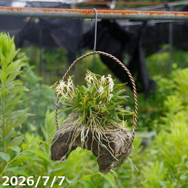 楽天市場】 山野草・茶花・野草 > 着生ラン : 石田精華園 楽天市場店