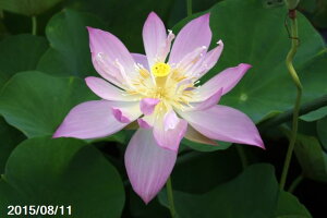 yő50%OFFN[|sIz~ZX@ 10(30cm|bg)@yԘ@AԃnXzyq@zyDhzyz